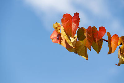 Low angle view of flower against blue sky