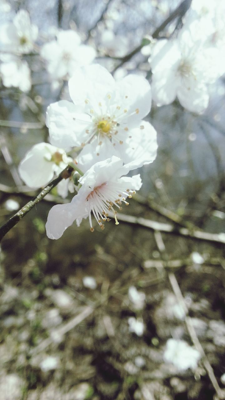 flower, freshness, fragility, white color, growth, petal, flower head, beauty in nature, cherry blossom, blossom, tree, branch, nature, blooming, focus on foreground, close-up, pollen, in bloom, stamen, springtime