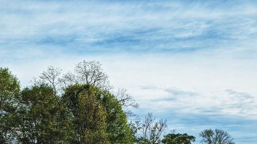 Low angle view of tree against sky