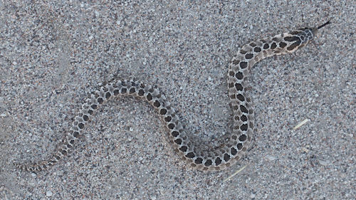 High angle view of snake