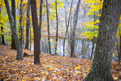 Autumn leaves on tree trunk