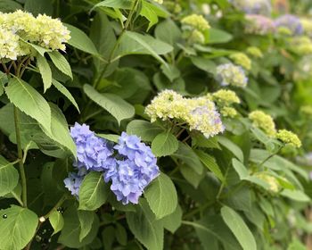 Close-up of purple flowering plant