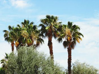 Idyllic view of palm trees against sky