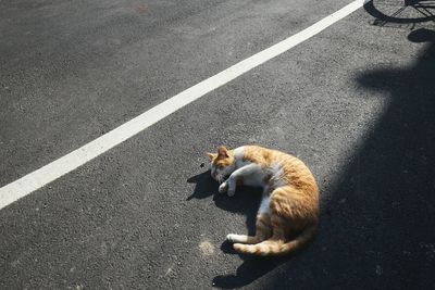 High angle view of cat on street