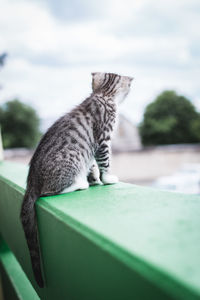 Close-up of a cat