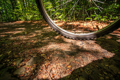Close-up of bicycle on tree trunk in forest