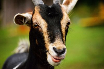 Close-up portrait of cow