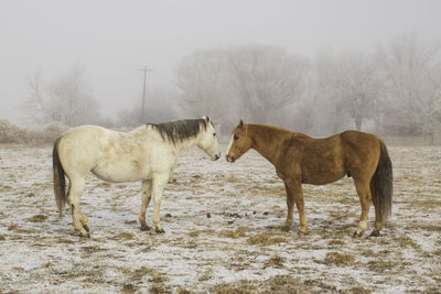 Two horses standing in a snowy pasture on a cold, foggy, winter morning 