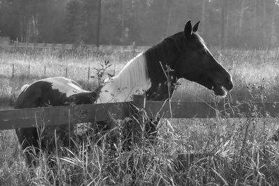 Side view of a horse on field