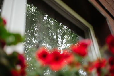 Low angle view of red glass window
