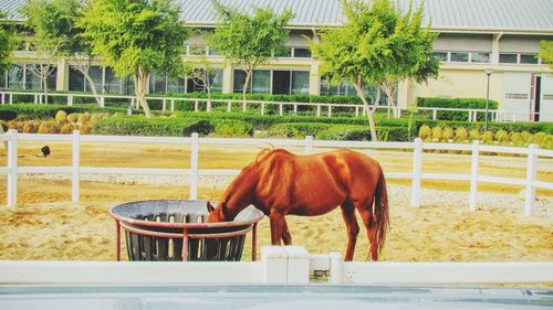 Horse standing on field