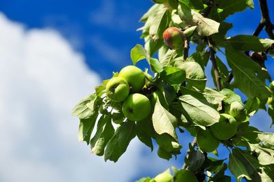 Low angle view of apples growing on tree