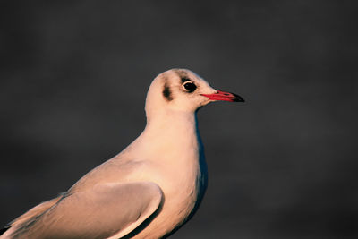 Close-up of bird