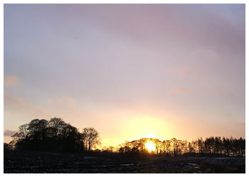 Silhouette of trees at sunset