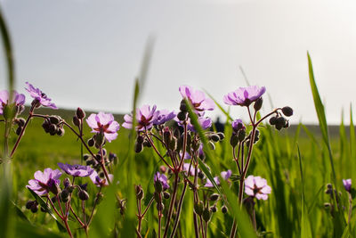 Close-up of pink flowering plant on field against sky