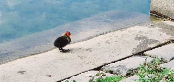 High angle view of bird perching on a lake