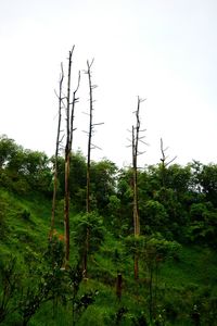 Low angle view of trees in forest against clear sky