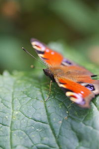 Close-up of butterfly on leaf