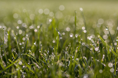 Close-up of wet grass on field during rainy season