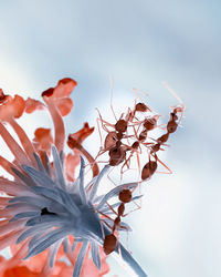 Close-up of flowering plant