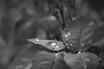Close-up of raindrops on leaves