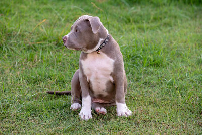 Dog looking away on field