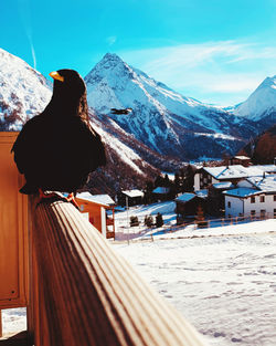 View of a bird on snow covered mountain