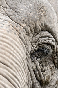 Close-up of elephant