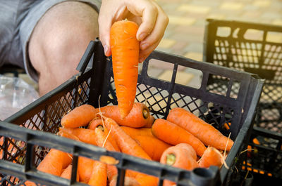 The farmer holds in his hands a freshly harvested crop of carrots. agriculture and farming. 