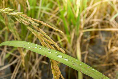 Close-up of insect on wet grass