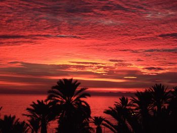 Silhouette palm trees against sea at sunset