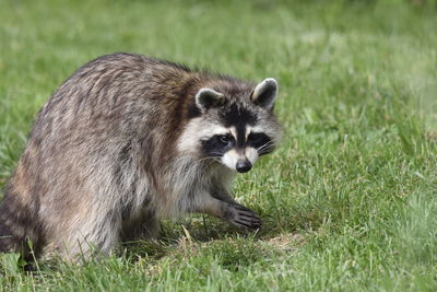 Portrait of sheep on field