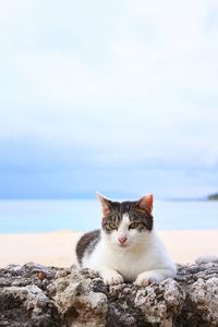 Portrait of cat sitting on rock by sea against sky