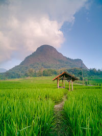 Scenic view of agricultural field against sky