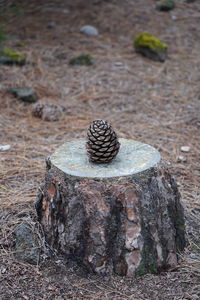 High angle view of tree stump on field