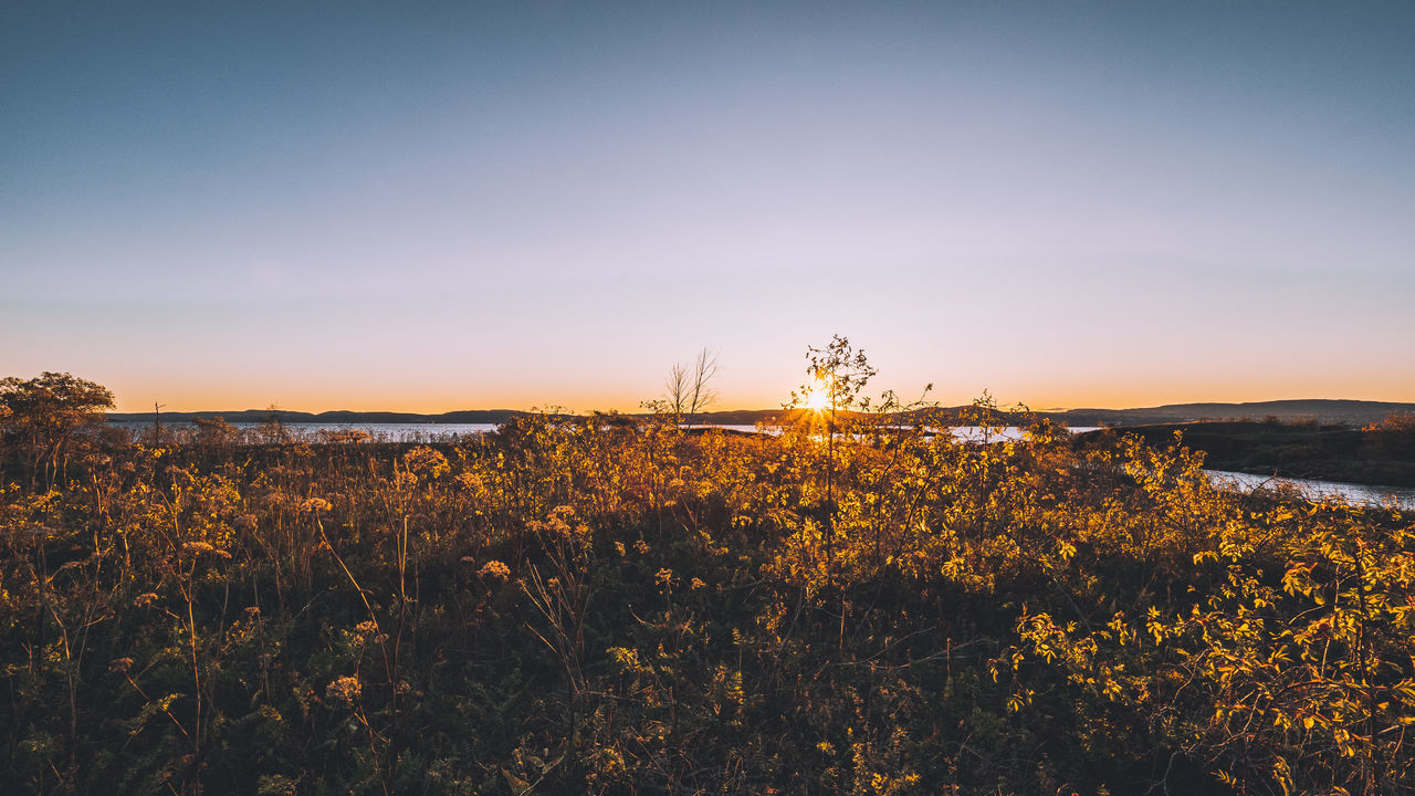 Field in sunset