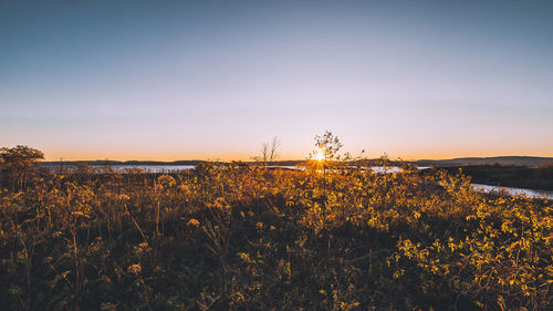 Plants growing on field against sky during sunset