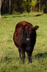 Portrait of cow on field