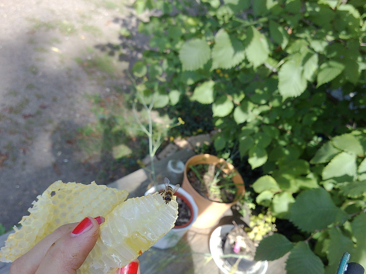 PERSON HOLDING LEAVES