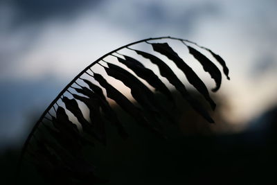 Low angle view of silhouette leaf against sky