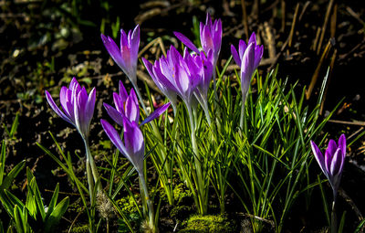 Close-up of purple crocus flowers on field