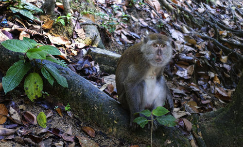 High angle portrait of monkey on tree root