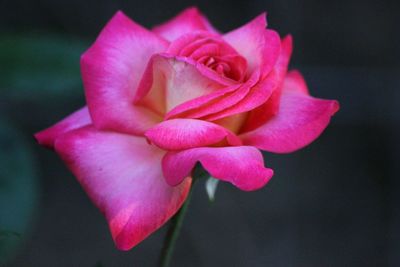 Close-up of pink rose