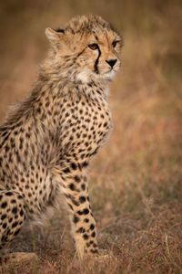 Cheetah looking away while sitting in forest