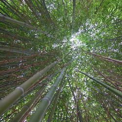 Low angle view of trees in forest