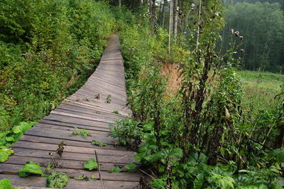 Boardwalk amidst trees on landscape