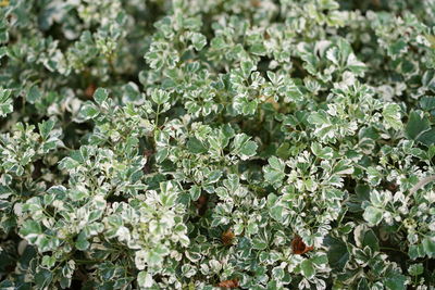 High angle view of plants growing on field