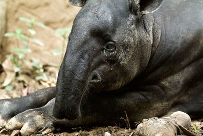 Close-up of tapir lying outdoors