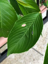 High angle view of plant leaves