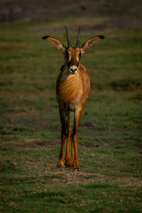 Deer standing on field